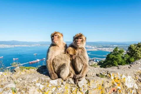 Monkeys from Gibraltar Stock Photos