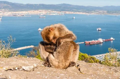 Monkeys from Gibraltar Foto stock