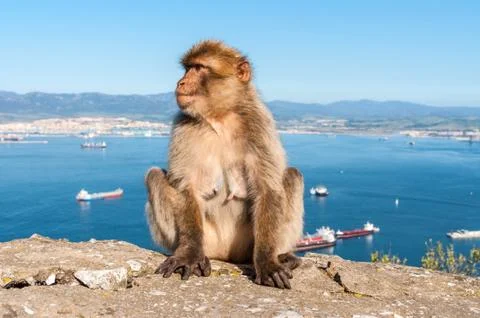 Monkeys from Gibraltar Stock Photos