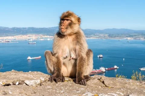 Monkeys from Gibraltar Foto stock