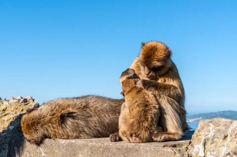 Monkeys from Gibraltar Stock Photos
