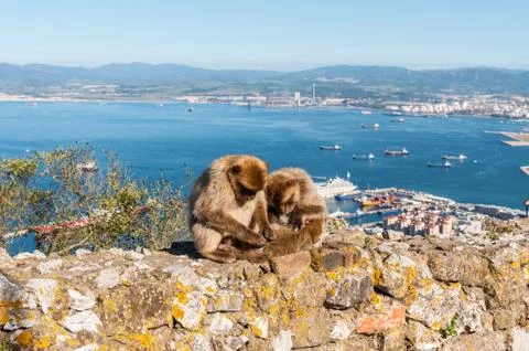 Monkeys from Gibraltar Stock Photos