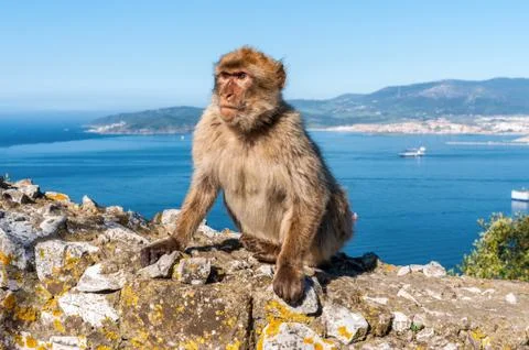 Monkeys from Gibraltar Stock Photos