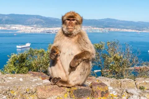 Monkeys from Gibraltar Stock Photos