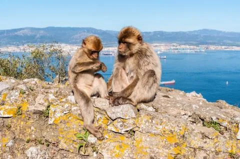 Monkeys from Gibraltar Stock Photos