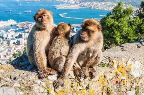 Monkeys from Gibraltar Stock Photos