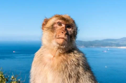 Monkeys from Gibraltar Foto stock