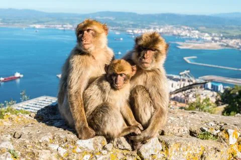 Monkeys from Gibraltar Stock Photos