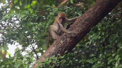 Monkeys go along the trunk of tree Stock Footage