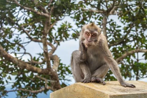 Monkeys at the Gorges viewpoint. Black River Gorges national park. Mauritius Stock Photos
