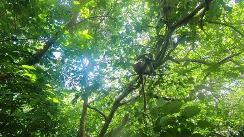 Monkeys on the green tree Stock Footage 160624148