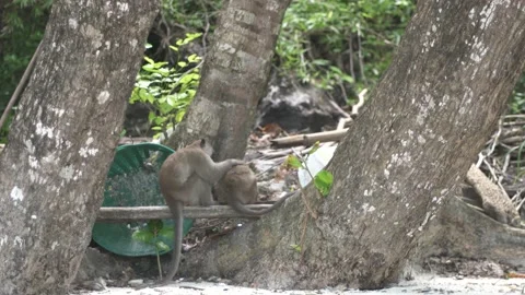 Monkeys groom each other on Monkey Beach, Thailand Video stock 220804821