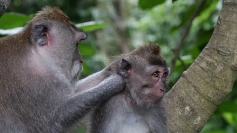 Monkeys grooming 66 Stock Footage 260181040