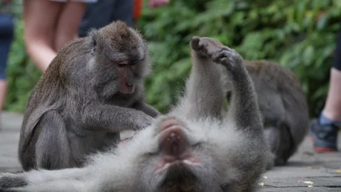 Monkeys grooming 82 Stock Footage 260181084