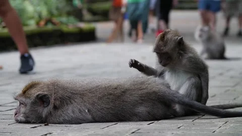 Monkeys grooming 83 Stock Footage 260181042