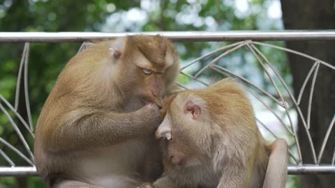 The Monkeys grooming another one on the side Stock Footage 156815994