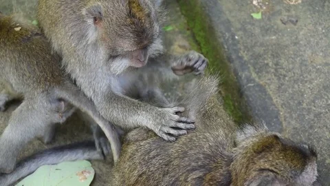 Monkeys grooming each other Stock Footage 81691025