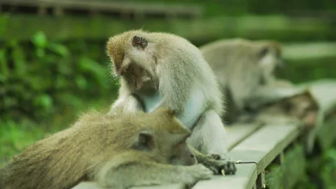 Monkeys grooming each other Video stock 218354086