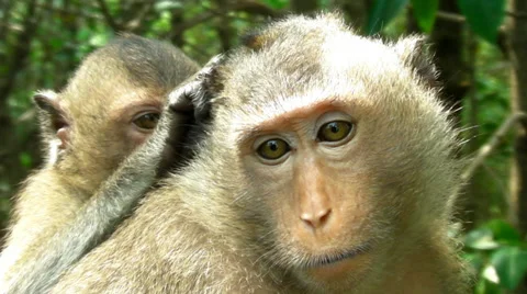 Monkeys grooming each other Monkey Stock Footage 37413540