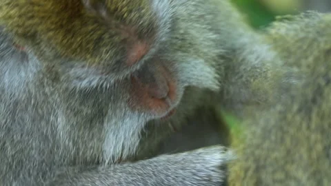 Monkeys grooming each other in the Monkey Forest, Ubud, Bali, Indonesia. Stock Footage 271447343
