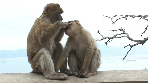 Monkeys grooming Stock Footage