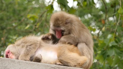 Monkeys grooming. Stock Footage 110998733