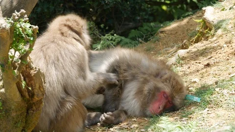 Monkeys grooming Stock Footage 118187988