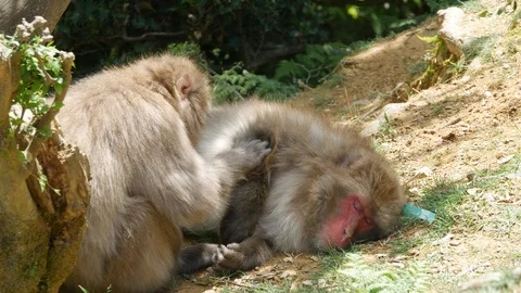 Monkeys grooming Video stock 118189418