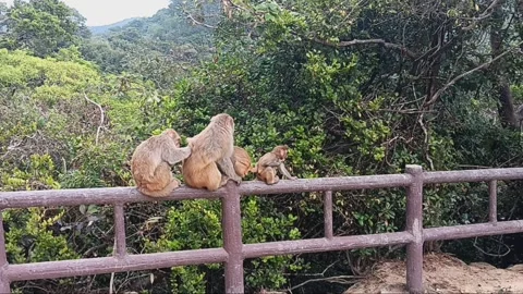 Monkeys grooming Stock Footage 263282975