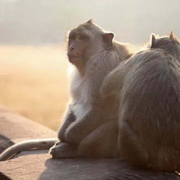 Monkeys grooming Stock Photos