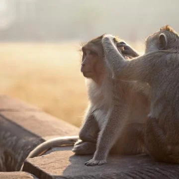 Monkeys grooming Stock Photos