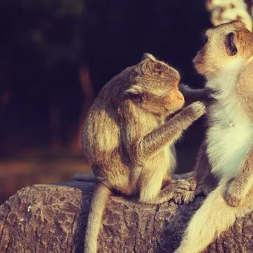 Monkeys grooming Stock Photos