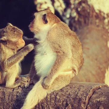 Monkeys grooming Stock Photos
