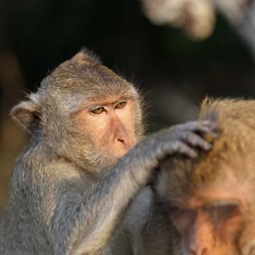 Monkeys grooming Stock Photos