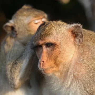 Monkeys grooming Stock Photos