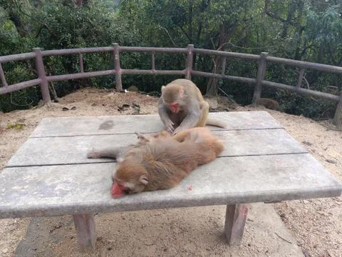 Monkeys grooming Stock Photos