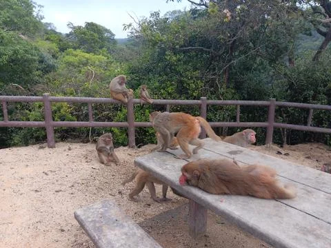 Monkeys grooming Stock-Fotos
