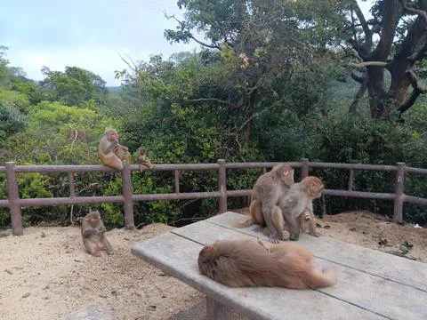 Monkeys grooming Stock Photos