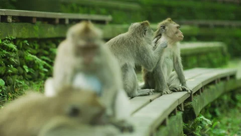 Monkeys grooming, Sacred Monkey Forest Stock Footage 218353912
