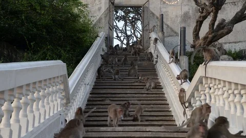 Monkeys grooming on stone railing Stock Footage 71001120
