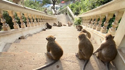 Monkeys grooming on stone railing Stock Footage 71001605