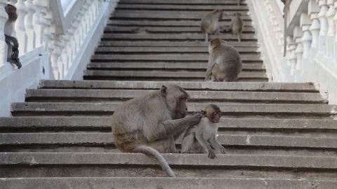 Monkeys grooming on stone railing Stock Footage 71007060