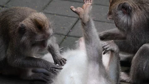 Monkeys grooming in the streets 75 Stock Footage 260181296