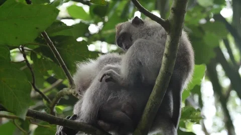 Monkeys grooming in a tree 76 Stock Footage 260181081