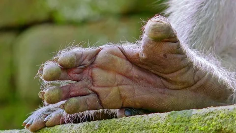 Monkey`s hand closeup shot. Stock-Footage 75772413