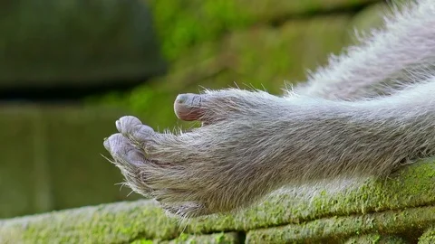 Monkey`s hand Stock Footage 72931388