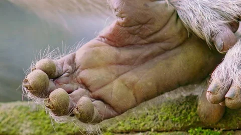 Monkey`s hand Stock-Footage 75772358