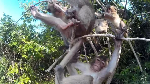 Monkeys hang on a branch and camera Stock Footage 86470128