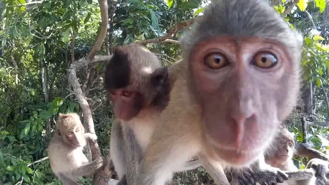 Monkeys hang on a branch and camera Stock Footage 86470149