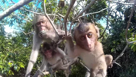 Monkeys hang on a branch and camera Video stock 86485950